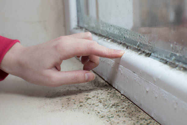 Best Mold Documentation for Insurance Claims  in Rolla, ND