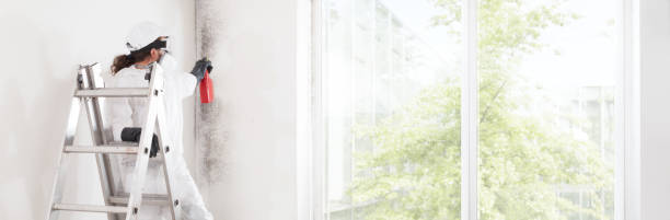 Best Post-Construction Mold Inspection  in Rolla, ND
